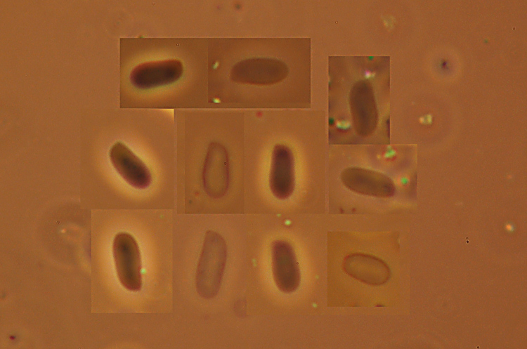 Phanerochaete avellanea  ?